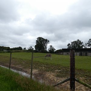Somali Wild Ass enclosure