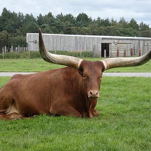 Ankole Cattle
