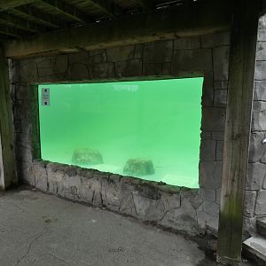 Californian Sea Lion underwater viewing