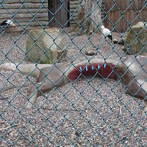 Fake carcass in White Stork aviary