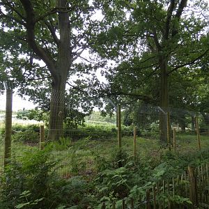 back of Iberian Wolf enclosure
