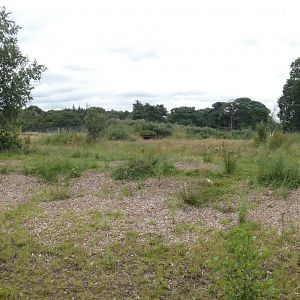 Iberian Wolf enclosure panorama