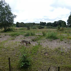 Iberian Wolf enclosure