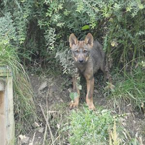Iberian Wolf pup
