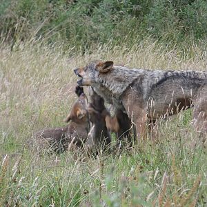 Iberian Wolf pups and mother
