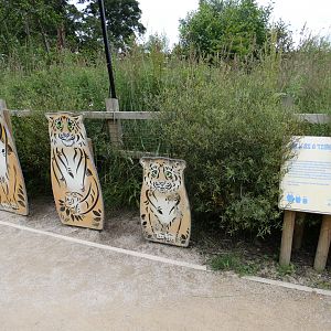 Tiger 'Russian Dolls'