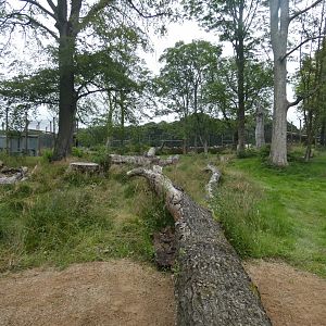 Amur Tiger enclosure (smaller side)