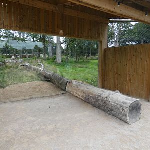 Amur Tiger enclosure viewing area (2)