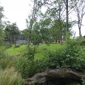 Amur Tiger enclosure (smaller side 2)