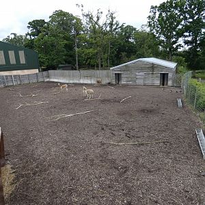 Brazilian Tapir, Capybara, Vicuna and Emu side paddock