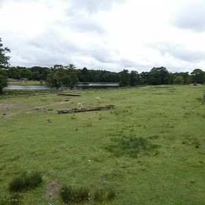 Brazilian Tapir, Capybara, Vicuna and Emu small paddock