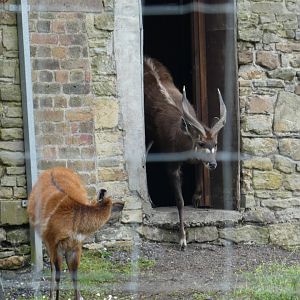 Western Sitatunga