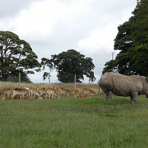Southern White Rhino and Kafue Flats Lechwe