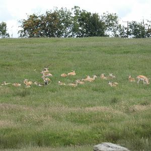 Blackbuck herd