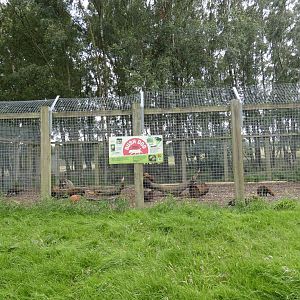 Temporary Bush Dog enclosure