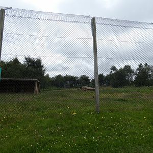 Former Amur Tiger enclosure