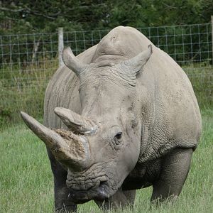Southern White Rhino