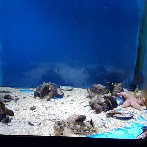 Aquarium Blue mussel - Sea-urchin and Shanny