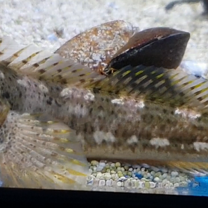 Shanny - Lipophrys pholis