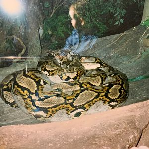 Reticulated Python (1996)