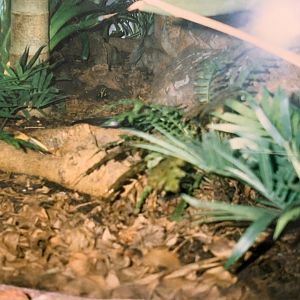 Poison Arrow Frog (1996)