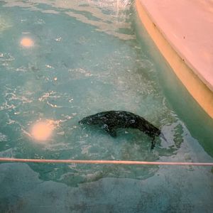 Seal (1996)