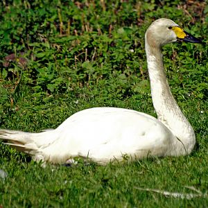 Bewick's swan