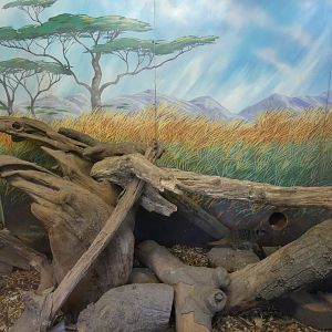 Meerkat indoor enclosure