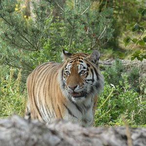 Amur Tiger