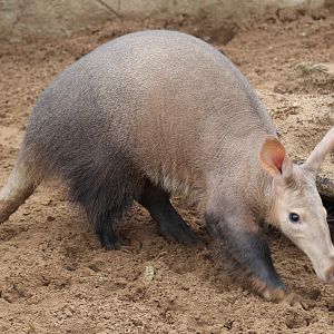 Aardvark