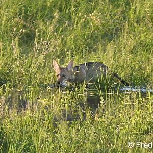 coyote pup in pond