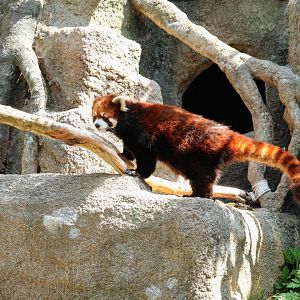 Red Panda