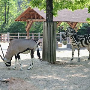 Gemsbok & Zebra