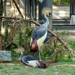 Grey Crowned Cranes