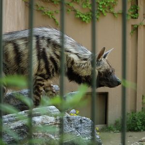 Striped Hyena