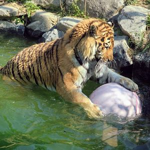 Siberian Tiger playing
