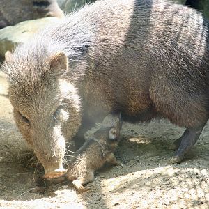 Collard Peccary mother & newborn
