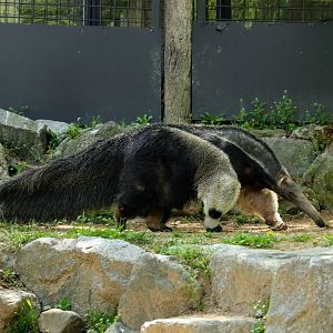 Giant Anteater