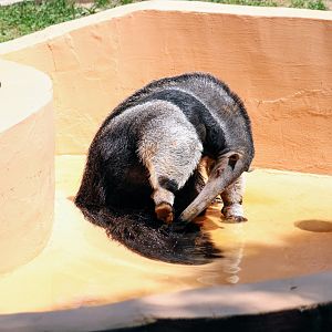 Giant Anteater cleaning