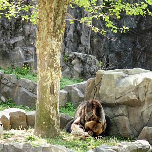 Ussuri Brown Bear foraging
