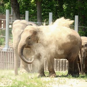 Asian Elephant dust bathing