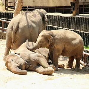 Asian Elephant herd, with the sleeping mother