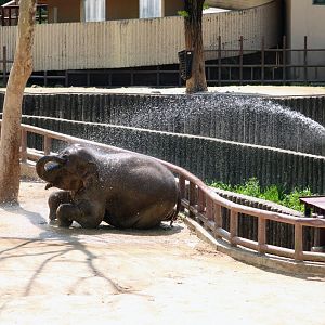 Baby Asian Elephant taking a bath