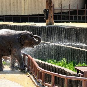 Baby Asian Elephant taking a bath