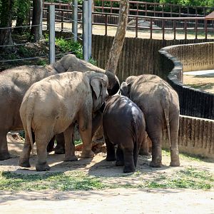 Asian Elephant herd gathered around