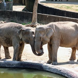 Asian Elephants