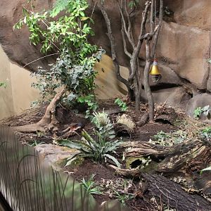 Black and rufous sengi exhibit