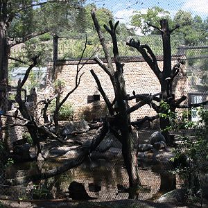 Tasmania exhibit - Waterfowl aviary
