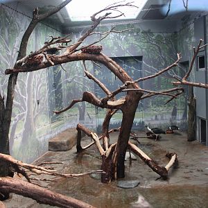 Tasmania exhibit - Waterfowl indoors