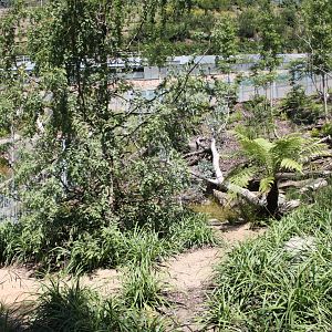Tasmania exhibit - Tasmanian devils, Exhibit 1